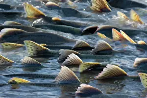 Humpback: 80187908 Pink / Humpback Salmon - swimming up river