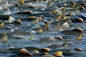 Humpback: 80187909 Pink / Humpback Salmon - swimming up river