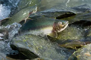Humpback: 80187910 Pink / Humpback Salmon - swimming up river