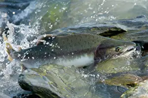 Humpback: 80187911 Pink / Humpback Salmon - swimming up river