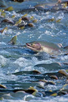 Humpback: 80187916 Pink / Humpback Salmon - swimming up river
