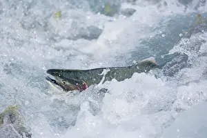 Humpback: 80187917 Pink / Humpback Salmon - swimming up river