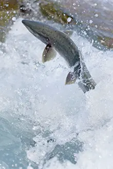 Humpback: 80187918 Pink / Humpback Salmon - swimming up river