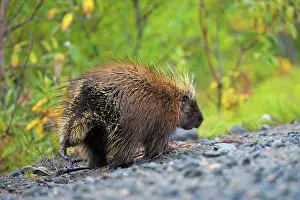 Porcupine: 80187920 Porcupine - adult porcupine on a river
