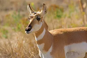 Pronghorn: 80187926 Pronghorn - portrait of a female pronghorn