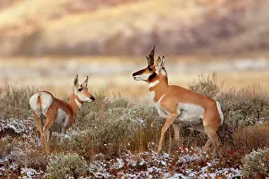 Pronghorn: 80187927 Pronghorn Antelope - male and female pronghorn