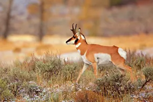 Pronghorn: 80187928 Pronghorn Antelope - male pronghorn antelope