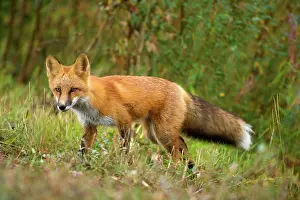 Strolling: 80187938 Red fox - adult male red fox strolling