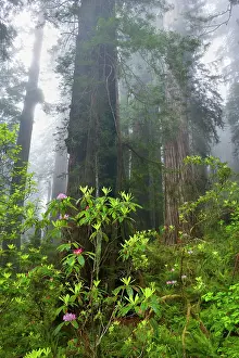 Redwood: 80187940 Redwood forest - fog in a redwood forest