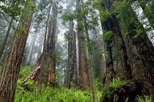 Redwood: 80187941 Redwood forest - fog in a coastal rainforest