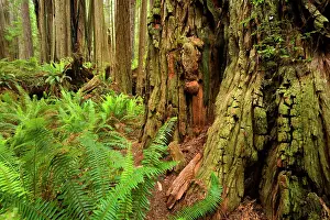 Redwood: 80187942 Redwood forest - coastal rainforest with