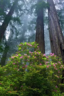 Redwood: 80187944 Redwood forest - foggy redwood forest with