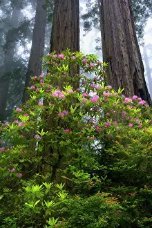Redwood: 80187945 Redwood forest - foggy redwood forest with