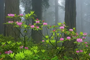 Redwood: 80187946 Redwood forest - foggy redwood forest with