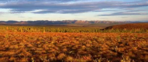 Richardson: 80187947 Richardson Mountains - colourful autumn