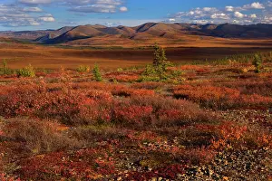 Richardson: 80187948 Richardson Mountains - colourful autumn
