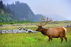 Wapiti: 80187953 Roosevelt Elk / Wapiti - grazes on a meadow