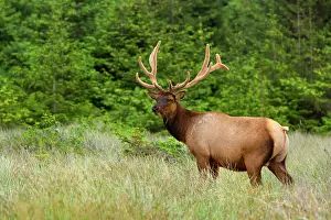Wapiti: 80187954 Roosevelt Elk / Wapiti - grazes on a meadow