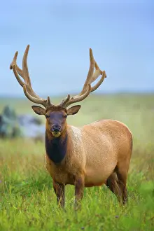 Wapiti: 80187956 Roosevelt Elk / Wapiti - grazes on a meadow