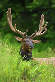 Wapiti: 80187957 Roosevelt Elk / Wapiti - grazes on a meadow