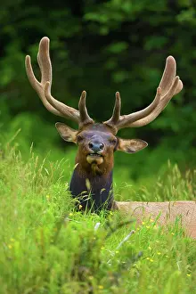 Wapiti: 80187958 Roosevelt Elk / Wapiti - grazes on a meadow