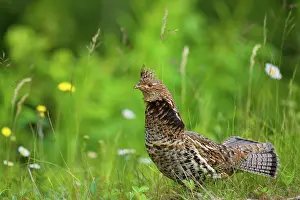 Ruffed: 80187967 Ruffed Grouse - adult male grouse on a