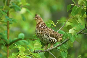 Ruffed: 80187968 Ruffed Grouse - adult grouse sitting on