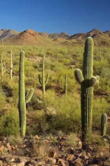 Saguaro: 80187970 Saguaro Forest - sonoran desert plant community