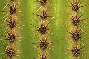 Saguaro: 80187971 Saguaro detail - detail of saguaro cactus