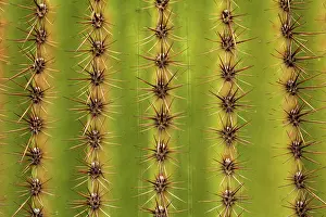 Saguaro: 80187972 Saguaro detail - detail of saguaro cactus
