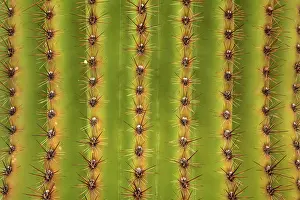 Saguaro: 80187973 Saguaro detail - detail of saguaro cactus