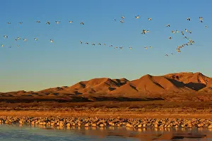 Chen: 80187978 Sandhill Crane and Snow / Blue Goose (Chen