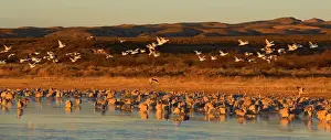 Chen: 80187979 Sandhill Crane and Snow / Blue Goose (Chen