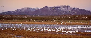 Chen: 80187980 Sandhill Crane and Snow / Blue Goose (Chen