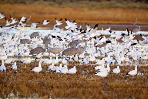 Chen: 80187981 Sandhill Crane and Snow / Blue Goose (Chen