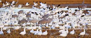 Chen: 80187982 Sandhill Crane and Snow / Blue Goose (Chen