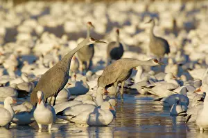 Sandhill: 80187984 Sandhill Crane and Snow / Blue Goose (Chen