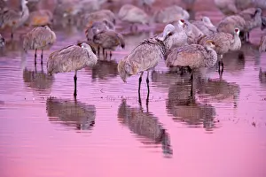 Sandhill: 80187995 Sandhill Crane - a group of wintering sandhill