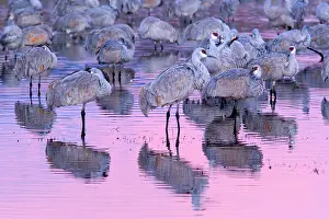 Sandhill: 80187996 Sandhill Crane - a group of wintering sandhill