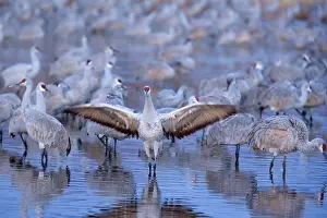 Sandhill: 80187997 Sandhill Crane - a group of wintering sandhill