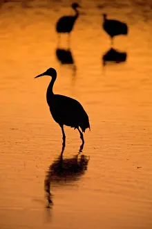 Marshes: 80187998 Sandhill Crane - wintering crane in marshes