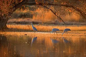 Wintering: 80187999 Sandhill Crane - wintering sandhill cranes