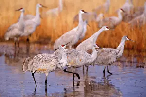 Wintering: 80188001 Sandhill Crane - wintering sandhill cranes