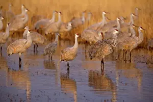 Wintering: 80188002 Sandhill Crane - wintering sandhill cranes