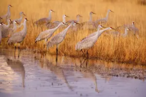 Wintering: 80188003 Sandhill Crane - wintering sandhill cranes