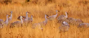 Wintering: 80188004 Sandhill Crane - wintering sandhill cranes