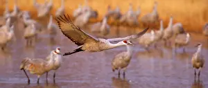 Wintering: 80188005 Sandhill Crane - wintering sandhill cranes