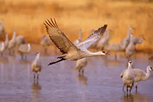 Wintering: 80188006 Sandhill Crane - wintering sandhill cranes