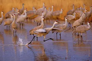 Wintering: 80188007 Sandhill Crane - wintering sandhill cranes