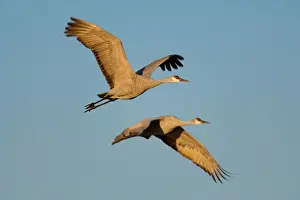 Wintering: 80188008 Sandhill Crane - wintering crane in flight